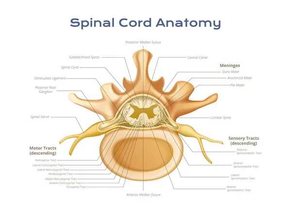 髄膜運動とテキストベクトルイラストと感覚トラクトのプロフィールビューを持つ脊椎コード解剖学的インフォグラフィック — ストックベクタ