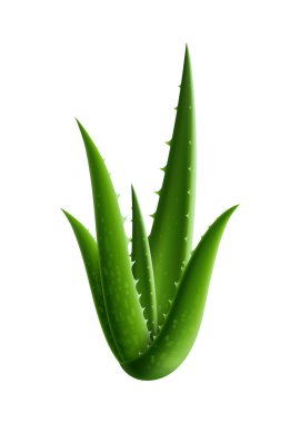 Beyaz arkaplan vektörü çiziminde gerçekçi yeşil aloe vera yaprakları