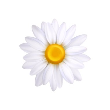 Gerçekçi papatya çiçeği üst görünümü yakın çekim vektör illüstrasyonu