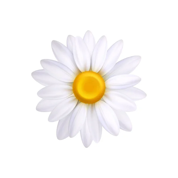 Realistic Camomile Flower Top View Closeup Vector Illustration — Stock Vector