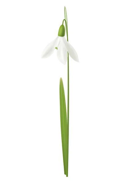 Realistic Snowdrop Flower White Background Vector Illustration — Archivo Imágenes Vectoriales