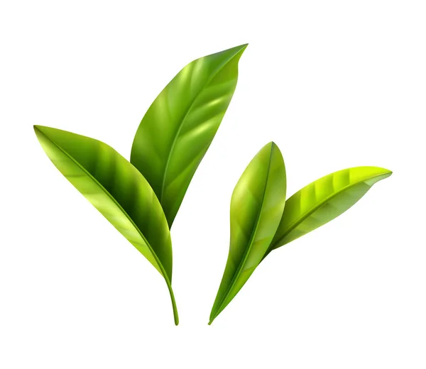 本物の緑茶の葉は白い背景に孤立したベクトル図 — ストックベクタ