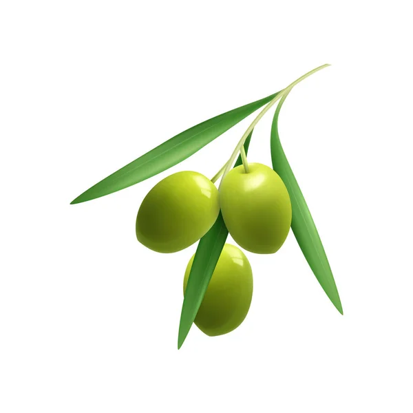 Brindille Réaliste Aux Olives Vertes Feuilles Illustration Vectorielle — Image vectorielle