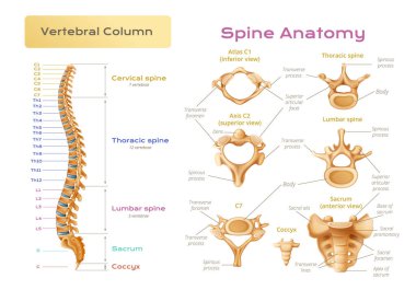 Omurilik anatomisi bilgi grafikleri omurga parçaları ile omurga bilimsel görüntü açıklamalı vektör illüstrasyon