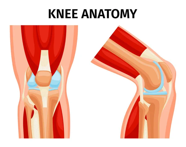 健康な人間の膝関節の解剖学的なフロントとサイドビュー現実的なセット絶縁ベクトルイラスト — ストックベクタ