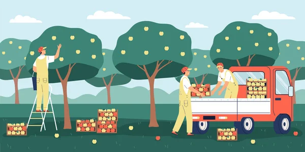 Men Picking Ripe Apples Garden Loading Boxes Van Flat Vector — Stock Vector
