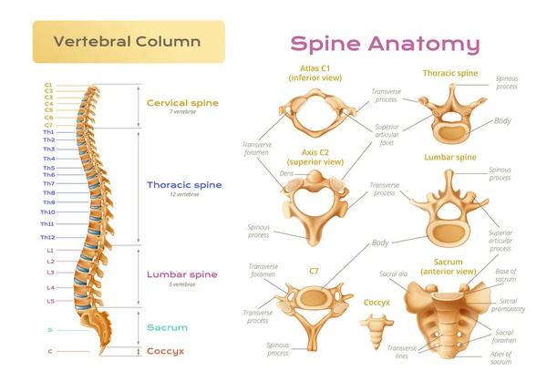 Vertebrae Ryggmärg Anatomi Infographics Med Vetenskaplig Bild Ryggraden Kolumn Med — Stock vektor