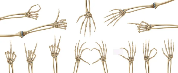 Скелетні Руки Реалістичний Набір Ізольованими Зображеннями Скелетних Структур Руки Долоні — стоковий вектор
