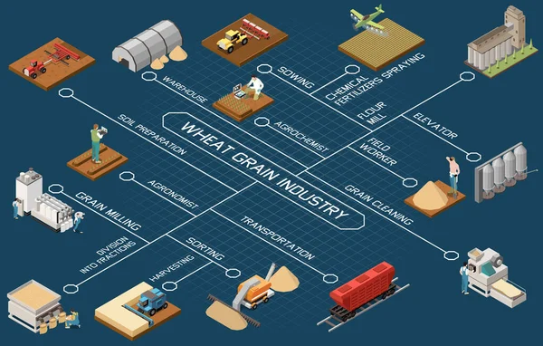 Búza Gabona Ipar Folyamatábra Információkat Vetés Műtrágyák Permetezés Betakarítás Szállítás — Stock Vector