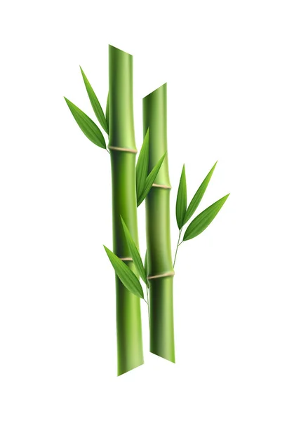 Zelené Bambusové Stonky Listy Realistické Vektorové Ilustrace — Stockový vektor
