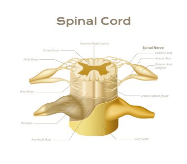 Omurilik anatomisi bilgi grafikleri düzenlenebilir metin başlıkları vektör illüstrasyonu ile omurga segasının tıbbi eğitim görüşüne sahiptir.