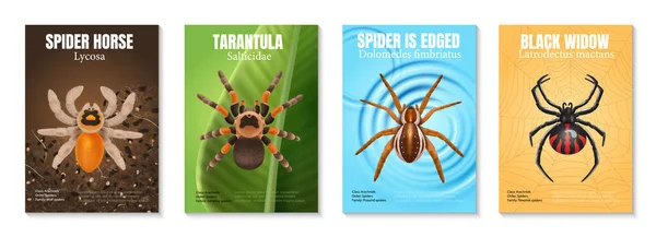 Čtyři Svislé Realistické Pavouky Plakát Set Pavoučí Kůň Tarantula Černá — Stockový vektor