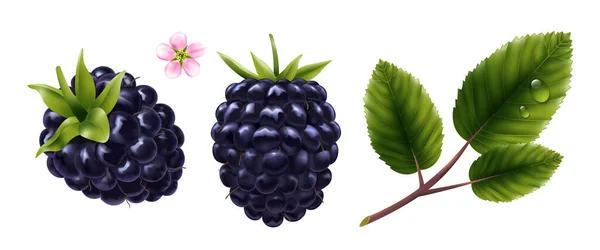 现实的一套新鲜的黑莓花和树叶与水滴隔离的病媒图解 — 图库矢量图片