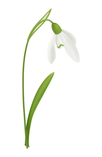 Blooming Snowdrop Flower Green Leaf White Background Realistic Vector Illustration — Stock Vector