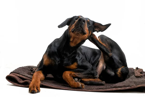Доберманський Собака Лежить Подряпається Вухом Заднім Лапкою Білому Тлі — стокове фото