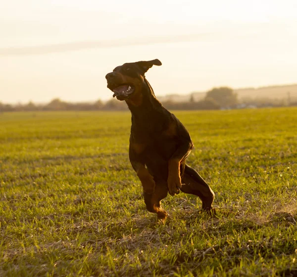 ドバーマン犬は晩秋 夕方日没時に冬の小麦の緑のフィールド上で実行されます — ストック写真
