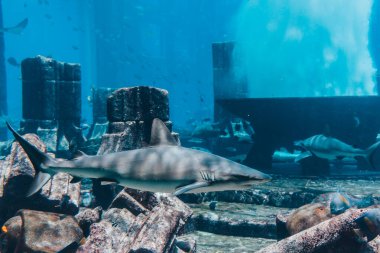 Akvaryumda, sualtı dünyasında bir balık sürüsü arasında yüzen köpekbalığı.