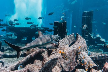Akvaryumda, sualtı dünyasında bir balık sürüsü arasında yüzen köpekbalığı.