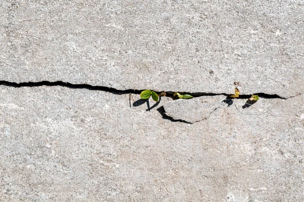 Young Little Green Plant Starting Grow Crack Concrete Beginning New — Stock Photo, Image