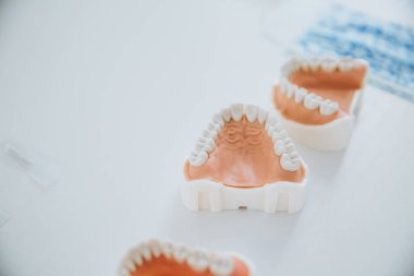 Çenenin anatomik modelleri beyaz bir tablo üzerinde yatar.
