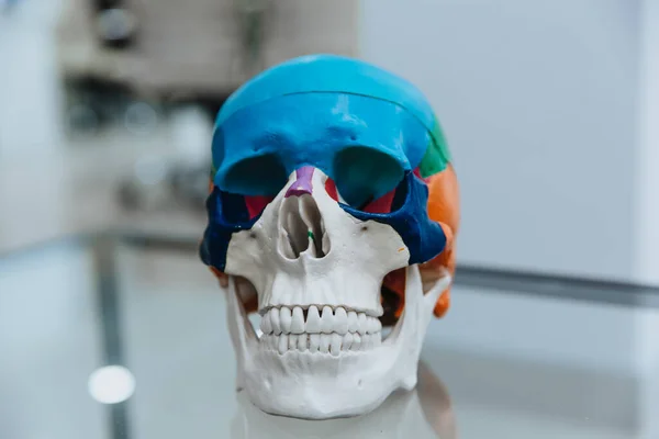 A human skull mannequin stands on a table.The model of the skull for maxillofacial surgery and dentistry. Copy space. Close up.