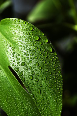 su yapraklara düşer.