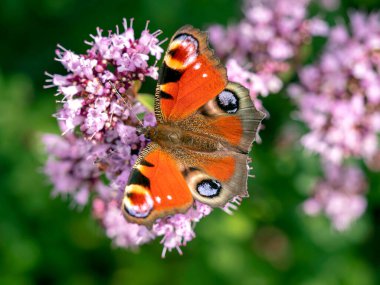 Tavus kuşu kelebeği bir kekik bitkisinin çiçekleriyle besleniyor