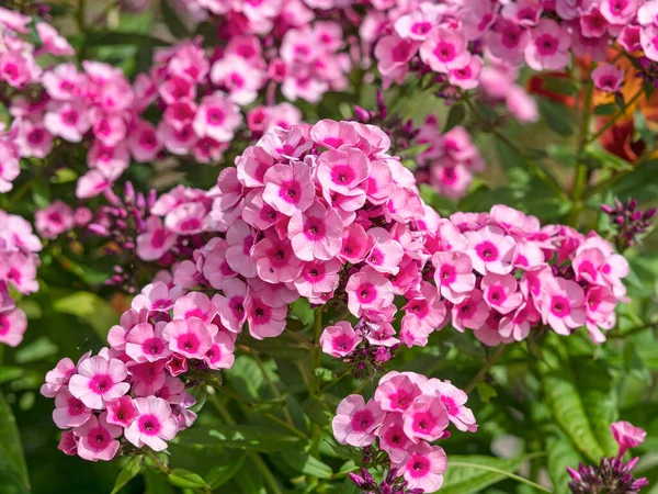 Vacker trädgård flox rosa flamma blommor i en trädgård — Stockfoto