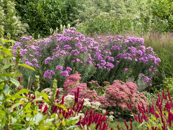 Färgglada blommor blommar i en sensommarträdgård — Stockfoto