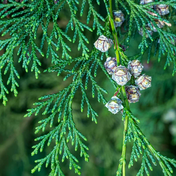 Folhas e cones de um cipreste de Lawson — Fotografia de Stock