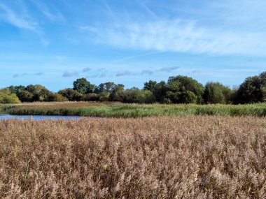 Staveley Doğa Koruma Alanında sonbahar sazlıkları, Kuzey Yorkshire, İngiltere