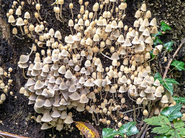 Groupe de champignons brittlestem sur un tronc d'arbre pourri — Photo