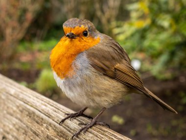 Avrupalı Robin, Erithacus Rubecula, tüyleri kabarık.