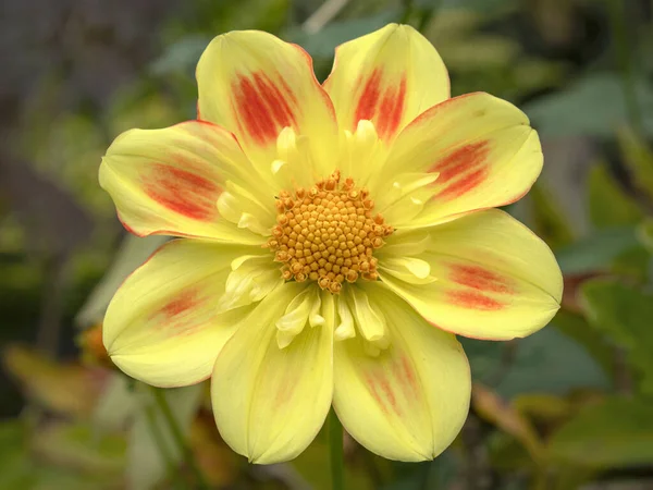 Bela colarinho amarelo e vermelho Dahlia flor — Fotografia de Stock