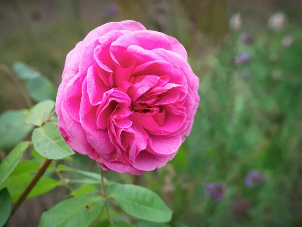 Różowa róża kwitnie w ogrodzie, odmiana Gertrude Jekyll — Zdjęcie stockowe