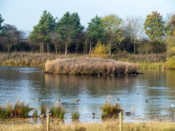 Wetland habitat at Tophill Low, East Yorkshire, England — Stock Photo, Image