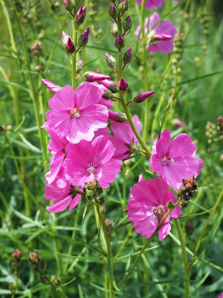 Bonitas flores y brotes de malva rosa brillante —  Fotos de Stock