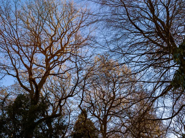 La luz del sol captura ramas de árboles desnudos en invierno — Foto de Stock