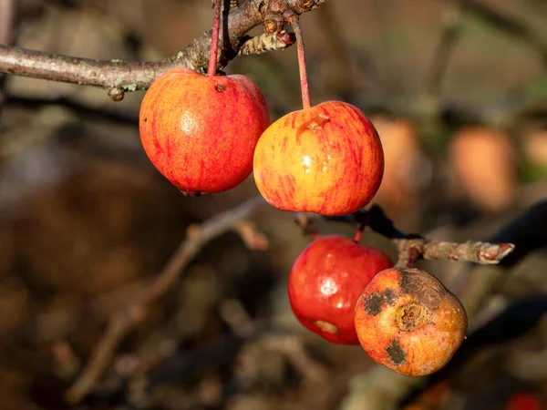 Κόκκινα και κίτρινα μήλα καβουριών σε ένα δέντρο το χειμώνα — Φωτογραφία Αρχείου