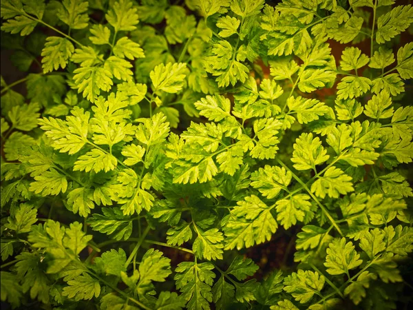 Gros plan de feuilles de cerfeuil vert sur une plante en croissance — Photo