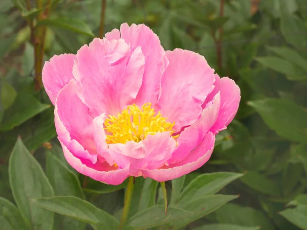 Pink Peony flower, variety Soft Salmon Joy — Zdjęcie stockowe