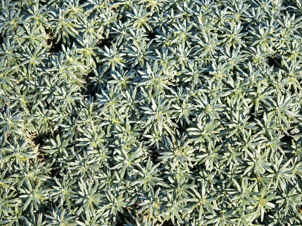 Dense silvery green leaves of Helichrysum arwae — Stock Photo, Image