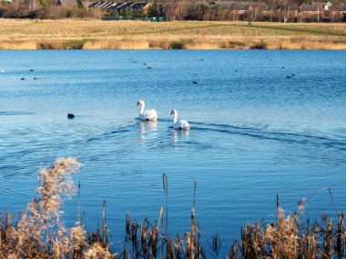 İki dilsiz kuğu gölette yüzüyor.