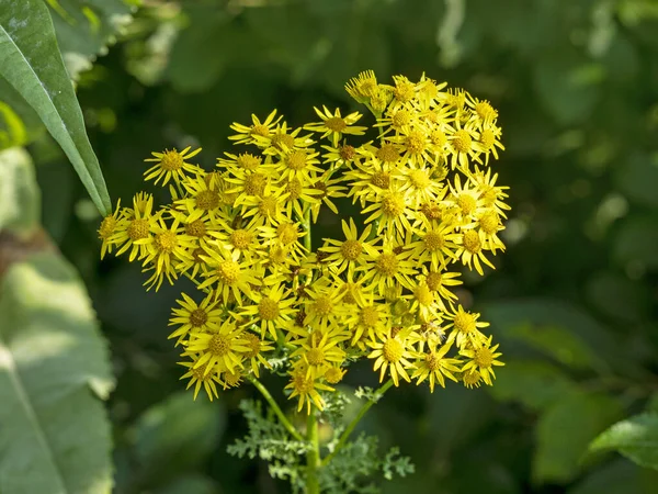Închiderea florilor comune de ragwort galben, Senecio jacobaea — Fotografie, imagine de stoc