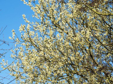 Bahar çiçekleriyle kaplanmış söğüt ağacı mavi bir gökyüzüne karşı