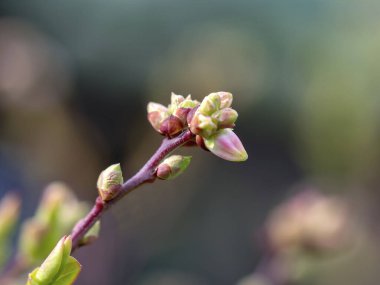 Bahar çiçekleri ve yaprak tomurcukları yaban mersini çalılarında