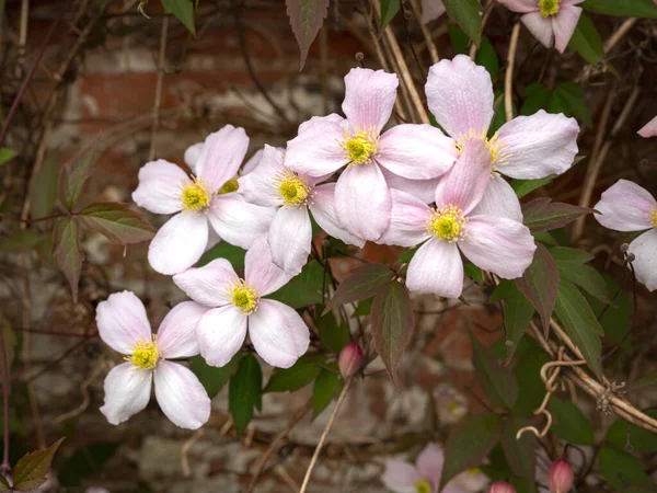 Ładny różowy górski clematis kwiaty w ogrodzie — Zdjęcie stockowe