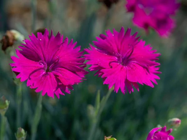 Duas pequenas flores de Dianthus Neon Star em um jardim — Fotografia de Stock