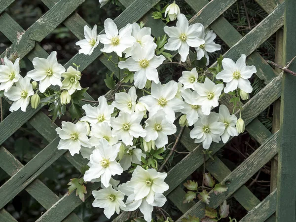 Белые цветы Клематис, растущие через деревянную решетку — стоковое фото