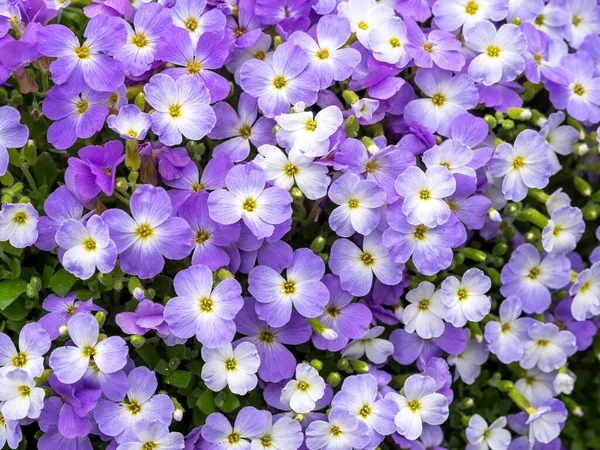 Primer plano de las flores Aubrieta Regado Azul Bicolor —  Fotos de Stock